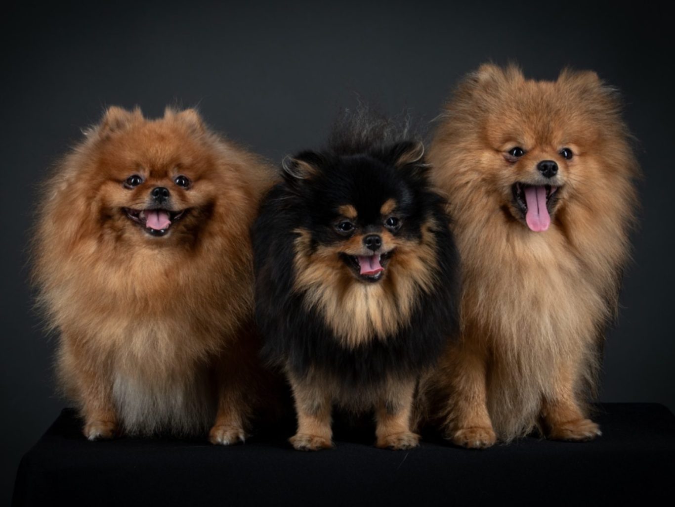 Nos Reproducteurs Spitz Allemand - Lignées d'Excellence à la House of Pomeralya