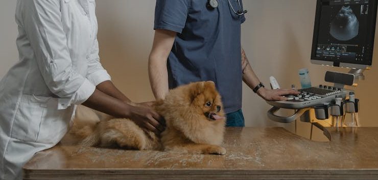 Elles sont sélectionnées avec soin pour leurs qualités génétiques exceptionnelles, leur santé robuste et leur tempérament équilibré. 