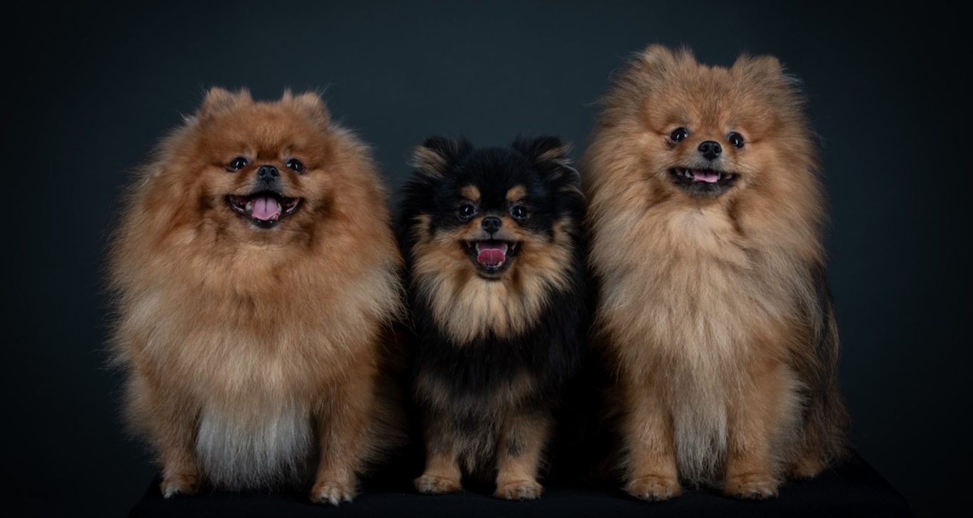 Engagement envers la santé et le bien-être des chiots Spitz Allemand LOF à la House of Pomeralya.