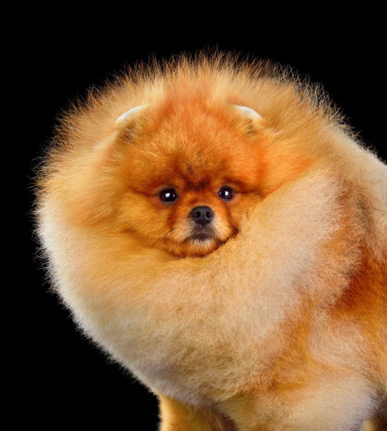 Chiots Spitz Poméranien élevés dans un environnement familial et chaleureux à la House of Pomeralya.