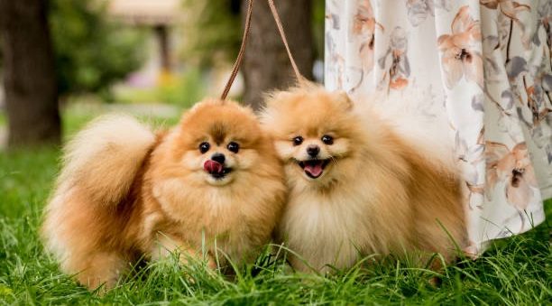 Chiots Spitz Poméranien découvrant leur environnement extérieur sécurisé, House of Pomeralya