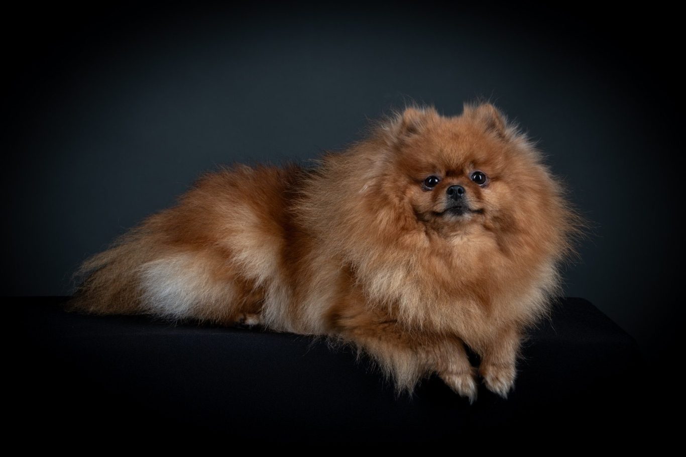 Phanaé, femelle Spitz Allemand LOF, reproductrice avec un pedigree prestigieux, House of Pomeralya.