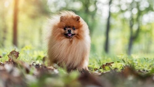 Spitz Allemand Poméranien évoluant dans un environnement adapté, avec des soins personnalisés.