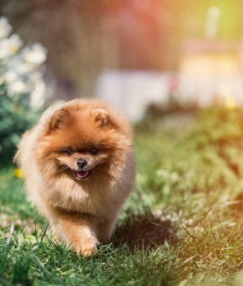 Spitz Allemand  parfait compagnon avec une personnalité attachante