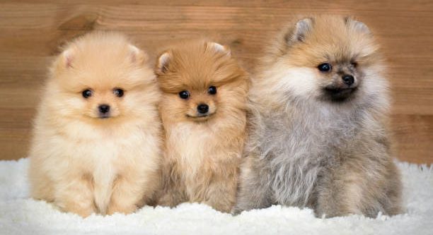 Portée de chiots Spitz Poméranien, prêts à rejoindre leur nouvelle famill