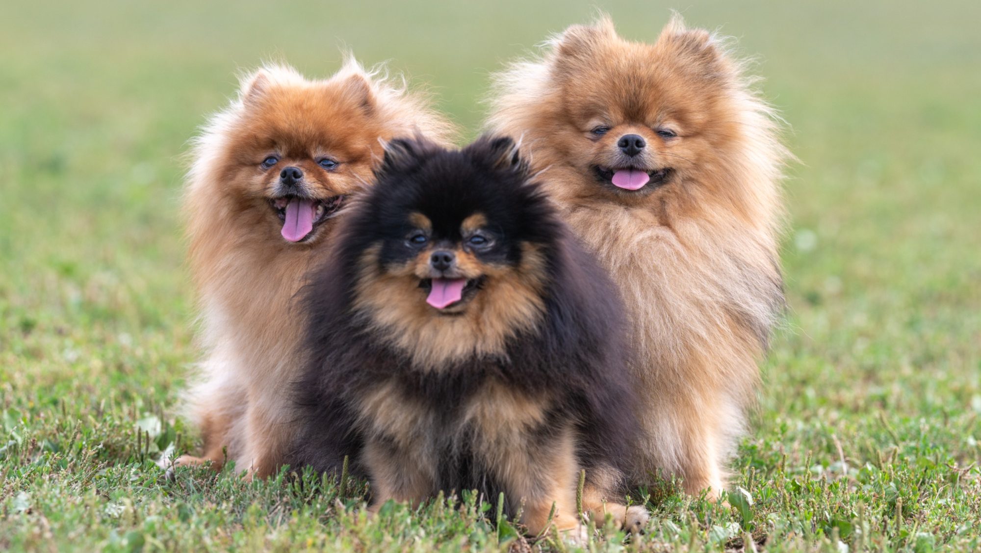 Mâles et femelles Spitz Allemand LOF, sélectionnés pour leur pedigree et leur tempérament exceptionnel à la House of Pomeralya.