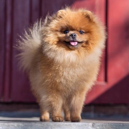 Espaces sécurisés et enrichissants pour les chiens gardés à la House of Pomeralya.