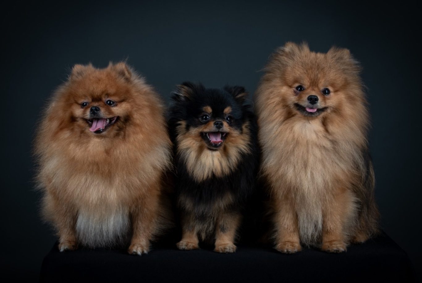 Mâles et femelles Spitz Allemand LOF, sélectionnés pour leur pedigree et leur tempérament exceptionnel à la House of Pomeralya.