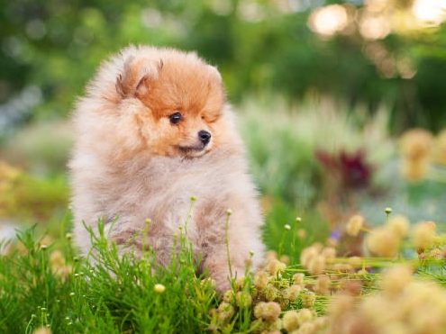 Processus de réservation pour adopter un chiot Spitz Allemand LOF à la House of Pomeralya.