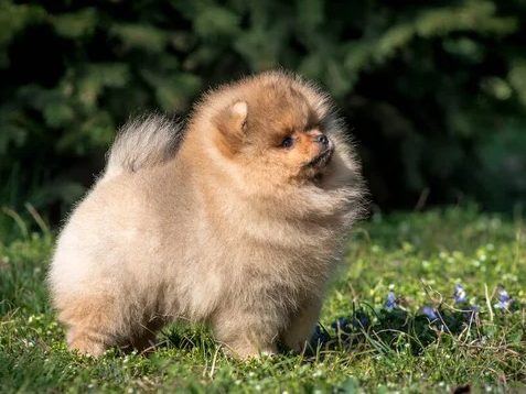 Questionnaire d’adoption pour évaluer les futurs propriétaires de chiots Spitz Allemand.