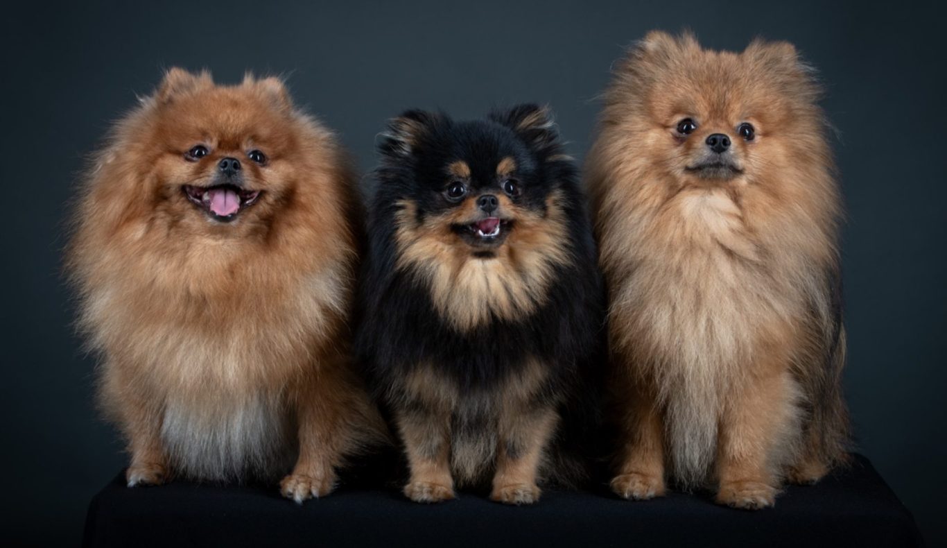 Présentation de l'éleveuse de Spitz Allemand à la House of Pomeralya, passionnée depuis son enfance.