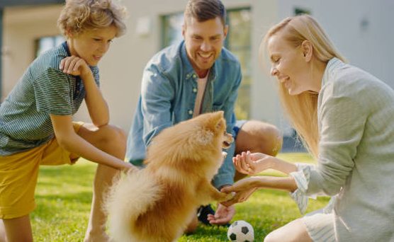 Chiots Spitz Allemand socialisés avec des interactions humaines à la House of Pomeralya.