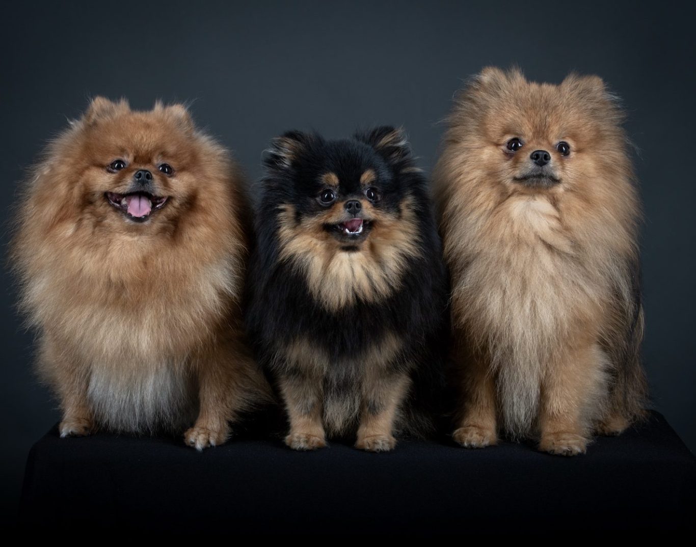 Nous proposons deux variétés de Spitz allemand, le nain et le petit nous sommes exclusivement spécialisés dans cette merveilleuse race