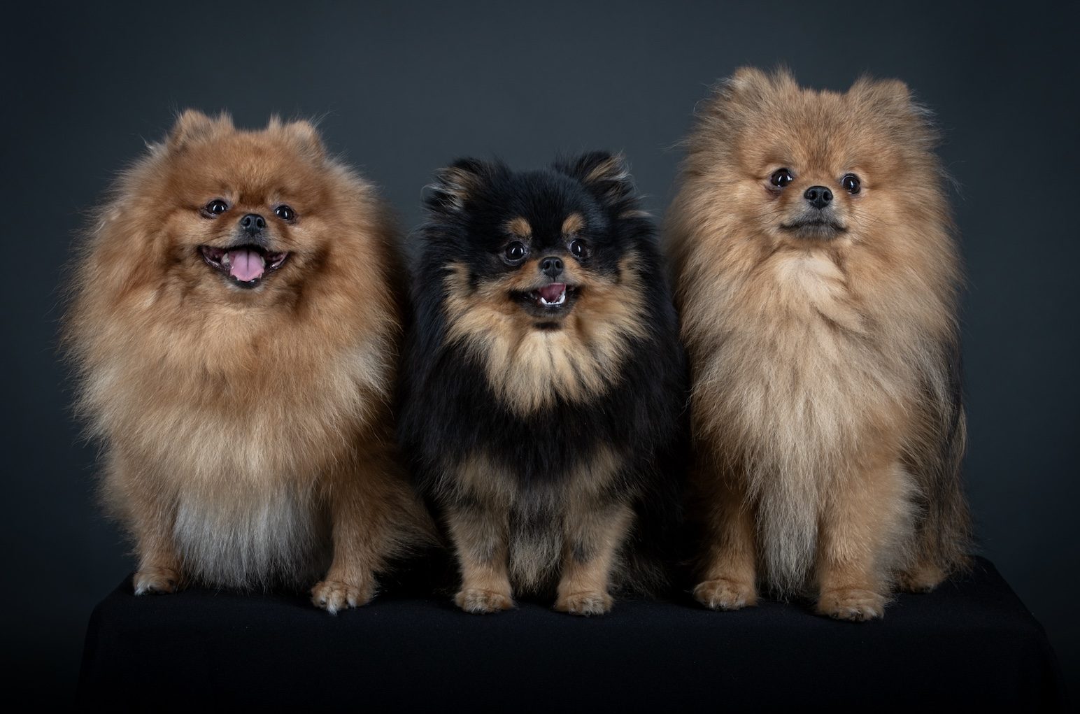 Groupe de reproducteurs Spitz Allemand LOF à la House of Pomeralya, mâle et deux femelles de lignée exceptionnelle, élevés dans un cadre familial en Picardie.