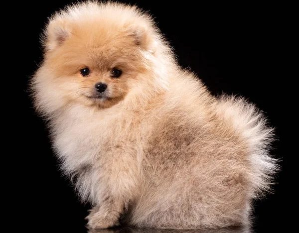 Chiot Spitz Poméranien LOF à vendre, élevé dans un cadre familial.