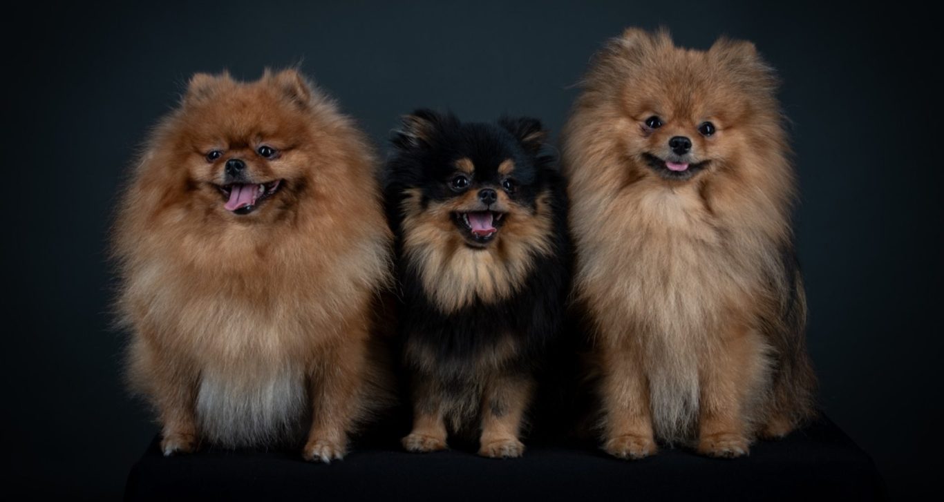 Élevage de Spitz Poméranien, respectant des valeurs éthiques à la House of Pomeralya.