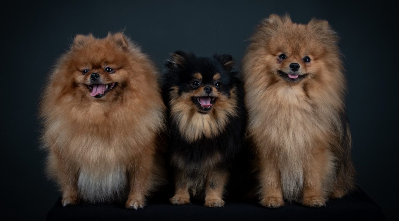 Spitz Allemand adultes et chiots évoluant dans un cadre naturel et familial à la House of Pomeralya.