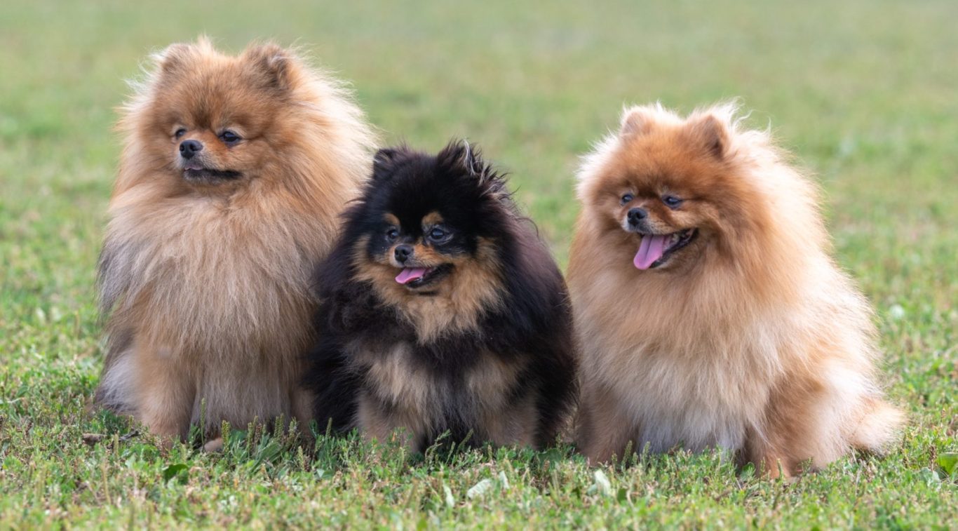 Groupe de reproducteurs Spitz Allemand LOF à la House of Pomeralya, mâle et deux femelles de lignée exceptionnelle, élevés dans un cadre familial en Picardie.