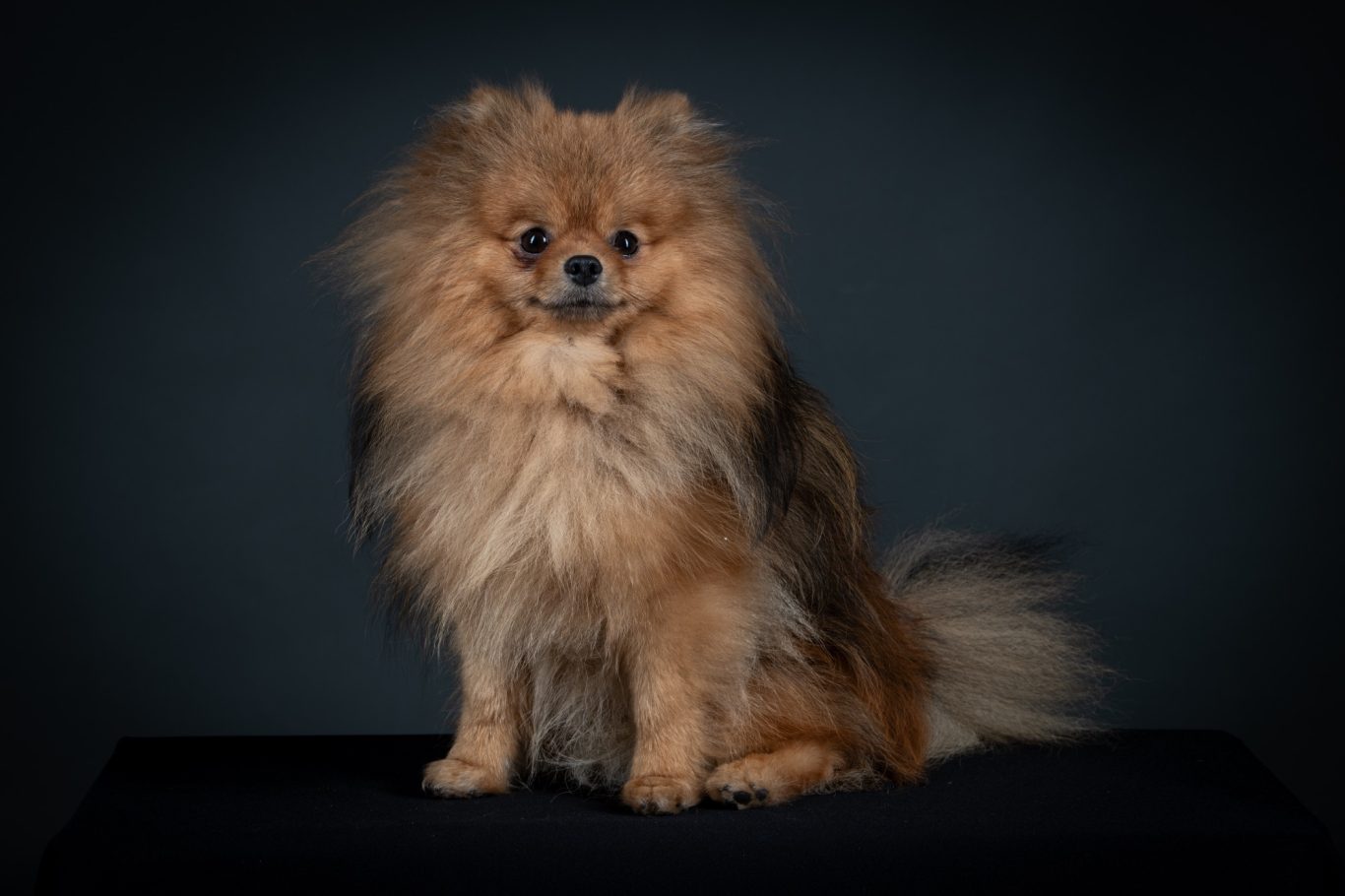 ahis, reproducteur mâle Spitz Allemand LOF, au cœur du programme d’élevage de la House of Pomeralya.