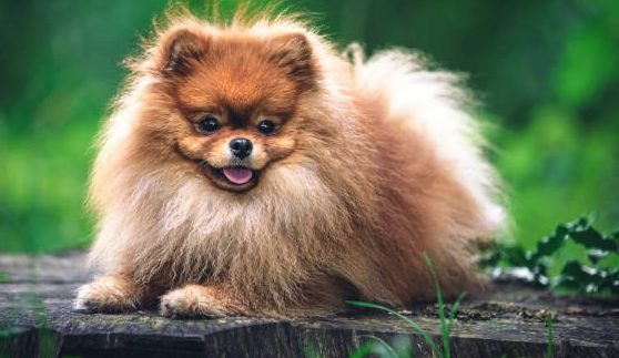 Élevage familial de Spitz Allemand à la House of Pomeralya, chiots élevés dans un cadre chaleureux et adapté.