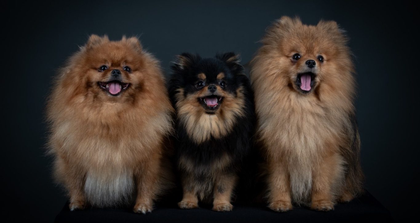 Engagement envers la santé et le bien-être des chiots Spitz Allemand LOF à la House of Pomeralya.