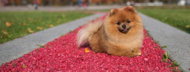 Spitz Allemand interagissant avec son propriétaire, exemplifiant sa nature sociable et intelligente.