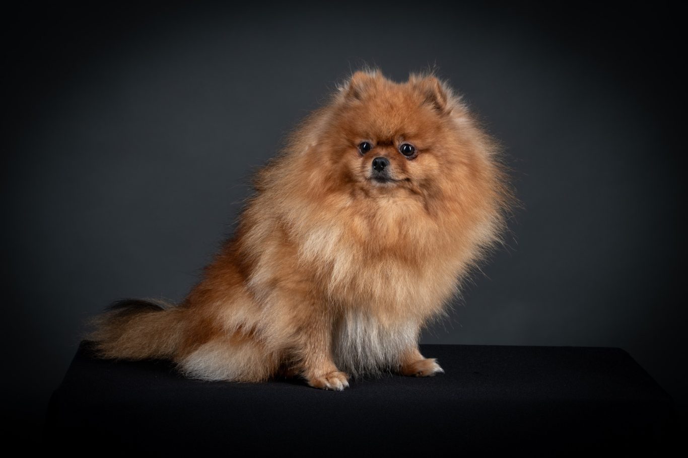 Phanaé, femelle Spitz Allemand LOF, reproductrice avec un pedigree prestigieux, House of Pomeralya.