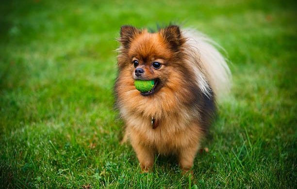 Service de garde pour Spitz Allemand LOF en environnement familial à la House of Pomeralya.