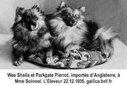 Spitz allemand, popularité internationale