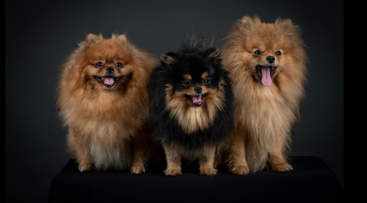 Mâles et femelles Spitz Allemand LOF, sélectionnés pour leur pedigree et leur tempérament exceptionnel à la House of Pomeralya.