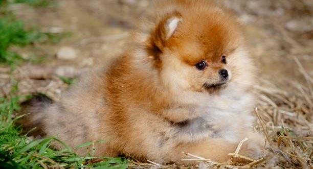 Chiots Spitz Poméranien élevés dans un environnement familial et chaleureux à la House of Pomeralya.