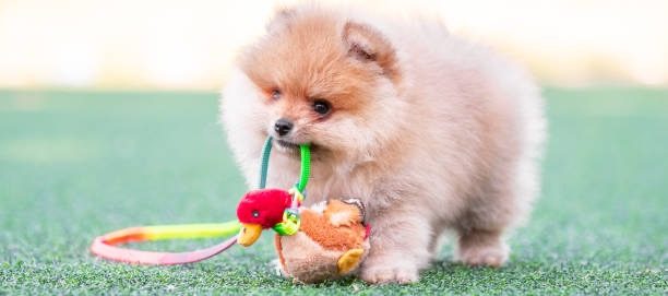 Chiot Spitz Allemand en cours de socialisation avec d'autres animaux et humains, House of Pomeralya.