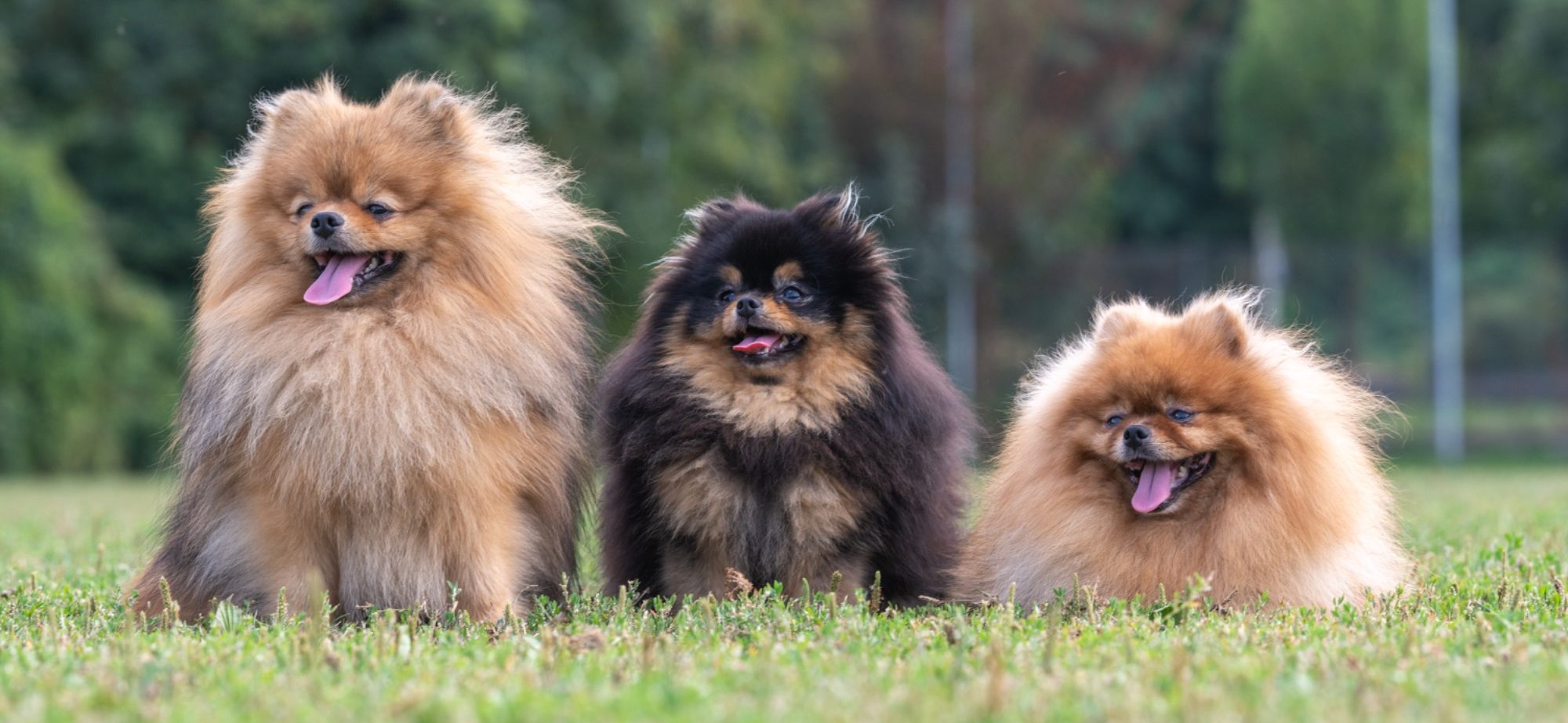 Groupe de reproducteurs Spitz Allemand LOF à la House of Pomeralya, mâle et deux femelles de lignée exceptionnelle, élevés dans un cadre familial en Picardie.