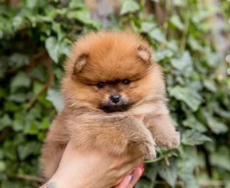 Chiots Spitz Allemand LOF disponibles à l'adoption - Élevage House of Pomeralya.