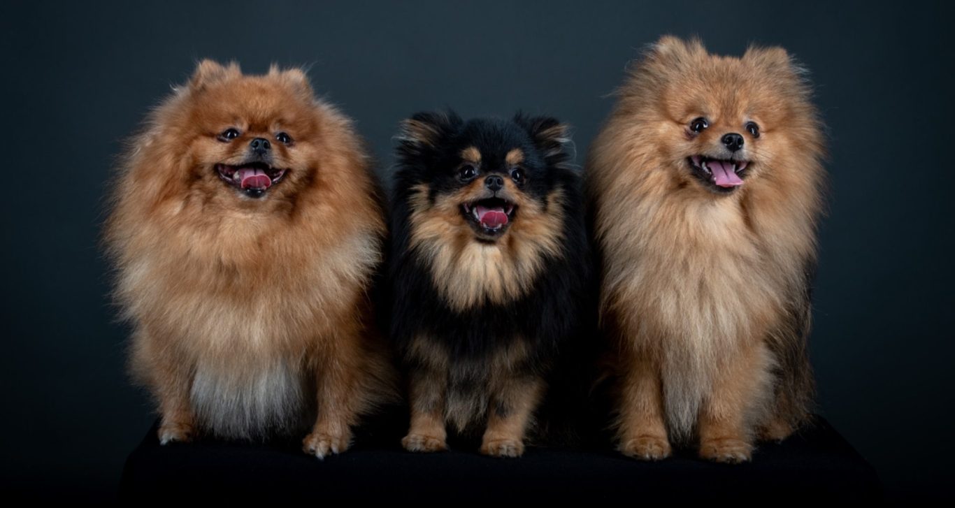 Élevage de Spitz Poméranien, nos chiots et nos reproducteurs bénéficient des meilleurs conditions de vie dans un cadre sécurisé.