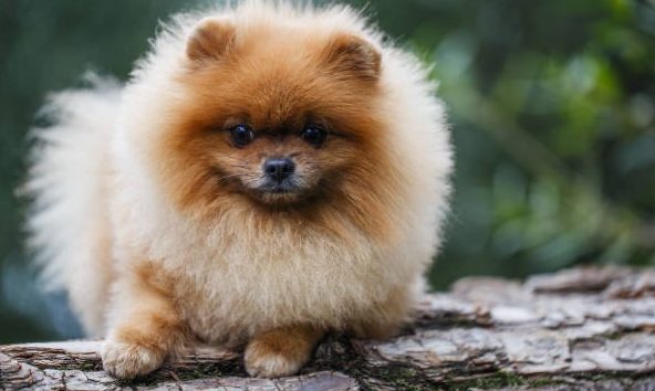 En choisissant d'adopter un Spitz Allemand de notre élevage, vous bénéficiez non seulement d'un compagnon fidèle et affectueux, mais aussi de notre soutien continu. 