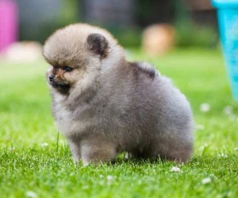 Portée de chiots Spitz Poméranien, prêts à rejoindre leur nouvelle famill