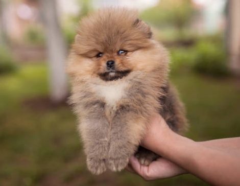 Chiot Spitz Allemand LOF bénéficiant de soins réguliers et d'une alimentation équilibrée, House of Pomeralya.