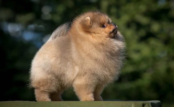 Suivi personnalisé et conseils après adoption d'un chiot Spitz Allemand LOF.